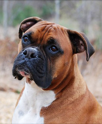 Diesel the Boxer Dog